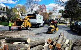 Best Tree Maintenance Programs  in River Oaks, TX