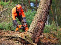 Best Tree Fertilization Services  in River Oaks, TX