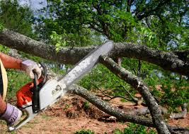 Best Hedge Trimming  in River Oaks, TX