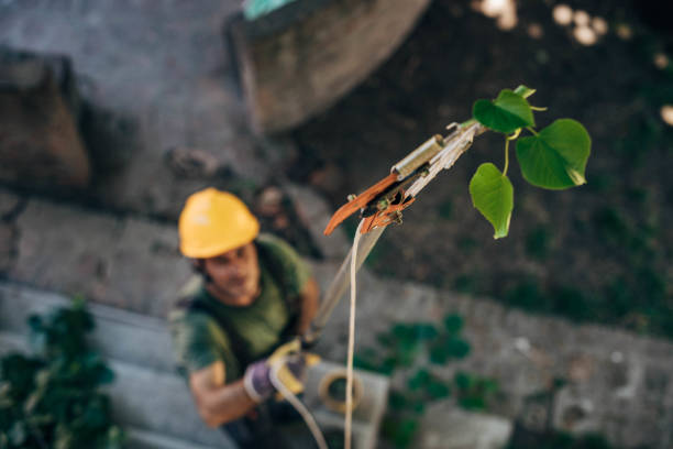 Best Storm Damage Tree Cleanup  in River Oaks, TX