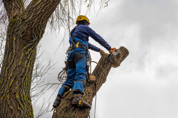 Best Commercial Tree Removal  in River Oaks, TX