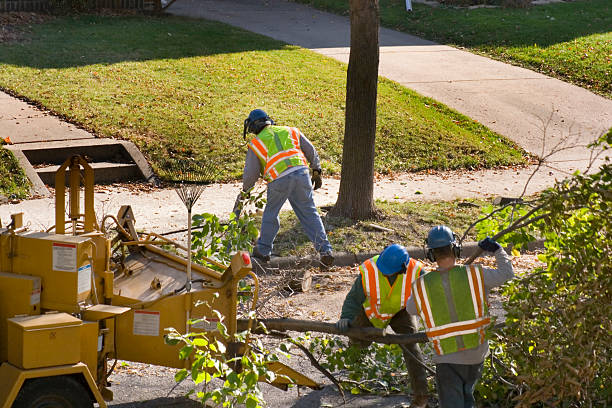 Reliable River Oaks, TX  Tree Services Solutions