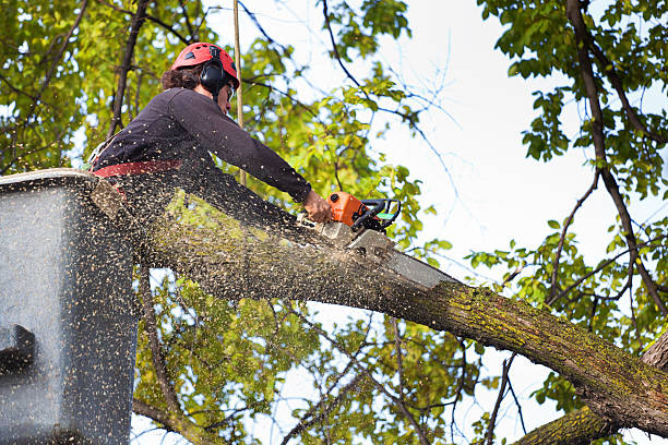 Best Fruit Tree Pruning  in River Oaks, TX